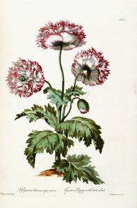Kerti mák fekete magvakkal, 1769