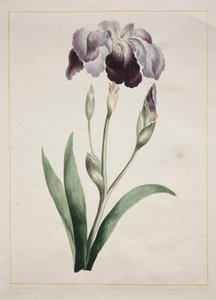 Japán írisz nagy kék írisz, 1801.