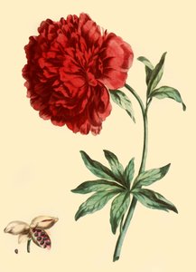 "Peony: The Paeonia Flower in Full Red", 1769, 1946