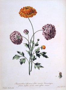 Ranunculus, illusztráció a 