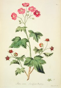 Raspberry: Sweet Canada (45. oldal) a 