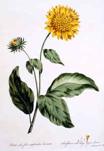 Napraforgó nagy, szaggatott levelekkel, illusztráció a „The British Herbalist” című könyvből, 1770 márciusában