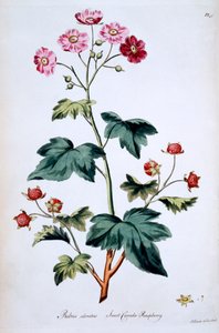 Édes kanadai málna [Rubus odoratus], illusztrációja John Edwards „The British Herbal” című művéből, 1770 márciusában megjelent