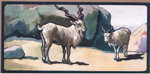 Markhor (kecske)