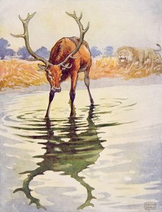 A szarvas és tükörképe az „Aesop