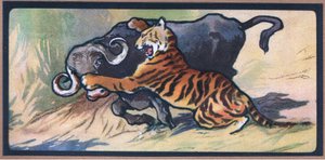 Tigris és Buffalo