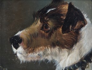 Egy durva szőrű terrier feje