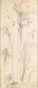 Pálmafák (ceruza papíron) alkotó: John Everett Millais