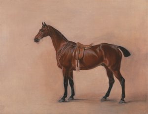 Egy Saddled Bay Hunter tanulmánya