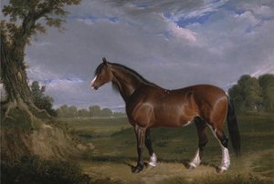 Egy Clydesdale-i mén