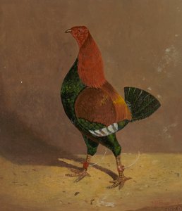 Harci kakasok: Sötétmellű harci kakas, balra néz