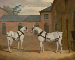 Szürke hintólovak a Hertfordshire állambeli Putteridge Bury kocsijában