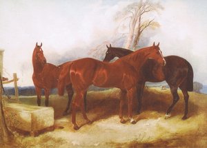 Lovak egy csoportja, ismeretlen folyóiratból vagy könyvből alkotó: John Frederick Herring Senior