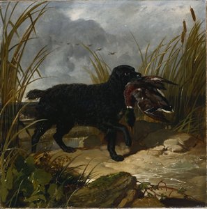Egy ír vízi spániel egy tőkés récet szed ki, 1849 alkotó: John Frederick Herring Senior