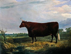 Egy barna bika portréja alkotó: John Frederick Herring Senior