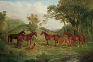 A Streatlam-ménes, kancák és csikók, 1836