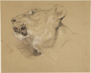 Oroszlánnőstény feje alkotó: John Frederick Lewis