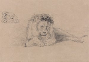 Tanulmány egy oroszlánról és egy oroszlánfej tanulmány alkotó: John Frederick Lewis