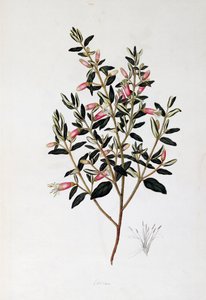 Correa Reflexa, John Frederick Miller (1759-1796) rajza