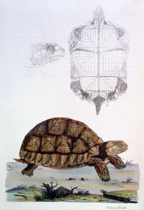 Testudo Sulcata, 1796 (kézzel színezett metszet)