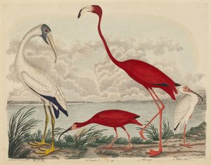 Wood Ibis, Scarlet Ibis, Flamingo és White Ibis alkotó: John G. Warnicke after Alexander Wilson