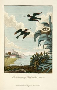 Humming bird, with its nest