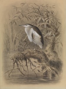 Kis keselyű, Ixobrychus minutus alkotó: John Gerrard Keulemans
