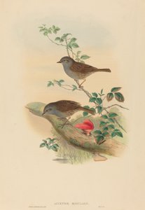 Accentor modularis Dunnock. Alkotók: John Gould, Henry Constantine Richter. alkotó: John Gould and Henry Constantine Richter John Gould and Henry Constantine Richter