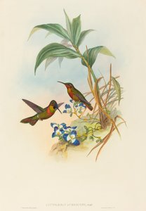 Clytolaema aurescens Banded Ruby vagy Gould