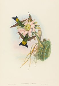 Eriocnemis vestitus Glowing Puff-Leg. Alkotók: John Gould, Henry Constantine Richter. alkotó: John Gould and Henry Constantine Richter John Gould and Henry Constantine Richter