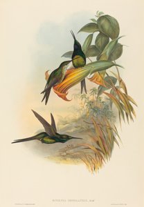 Eugenia imperatrix Császárnő Kolibri. Alkotók: John Gould, Henry Constantine Richter.