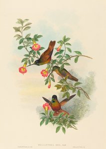 Helianthea eos Golden Star-frontlet. Alkotók: John Gould, Henry Constantine Richter.