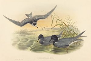 Hydrochelidon nigra. Alkotók: John Gould, Henry Constantine Richter. alkotó: John Gould and Henry Constantine Richter John Gould and Henry Constantine Richter