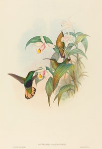 Lafresnaya flavicaudata Buff-tailed Velvet-mell. Alkotók: John Gould, Henry Constantine Richter. alkotó: John Gould and Henry Constantine Richter John Gould and Henry Constantine Richter