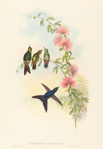 Ramphomicron microrhyncha Kiscsőrű töviscsőrű. Alkotók: John Gould, Henry Constantine Richter. alkotó: John Gould and Henry Constantine Richter John Gould and Henry Constantine Richter
