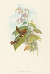 Selashorus scintilla Scintillant Hummingbird. Alkotók: John Gould, Henry Constantine Richter. alkotó: John Gould and Henry Constantine Richter John Gould and Henry Constantine Richter