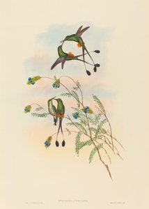 Spathura peruana Perui Racket-Tail. Alkotók: John Gould, Henry Constantine Richter. alkotó: John Gould and Henry Constantine Richter John Gould and Henry Constantine Richter