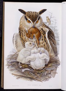 Egy nagy bagoly és fiókák, az "Európa madaraiból", 1832-37 alkotó: John Gould
