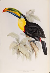 A Ramphastidae vagy a tukánok családjának monográfiája, első kiadás, 1834-ben alkotó: John Gould
