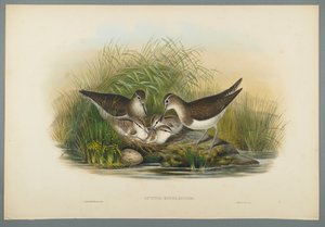 Actitis Hypoleucos - Summer Snipe (színes litho szőtt papíron) alkotó: John Gould