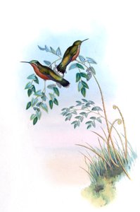 Adelomyia castaneiventris = Lampornis castaneoventris alkotó: John Gould