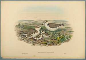 Aegialophilus Cantianus - Kentish lile (színes litho szőtt papíron) alkotó: John Gould
