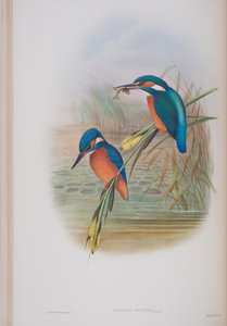 Alcedo Ispida, tányér a The Birds of Great Britain-ből, John Gouldtól, 1862-73 között (kézzel színezett litho) alkotó: John Gould