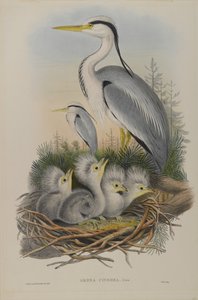 Ardea Cinerea - kócsag alkotó: John Gould