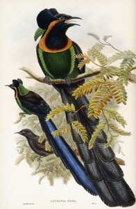 Asztrapiai műtárgy alkotó: John Gould