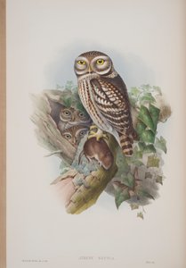 Athene Noctua, John Gould The Birds of Great Britain tányérja, 1862-73 (kézzel színezett litó) alkotó: John Gould