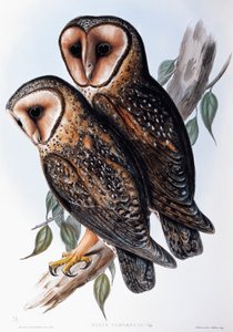 Ausztrál maszkos bagoly (Strix personata), litográfia a Birds of Australia-ból alkotó: John Gould
