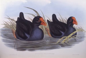 Ausztrál mocsár (Porphyrio melanotus), John Gould metszete alkotó: John Gould