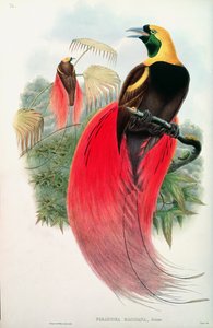 Paradicsommadár, T. Walter metszete alkotó: John Gould