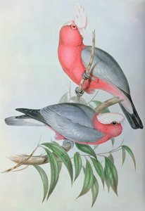 Ázsia madarai alkotó: John Gould